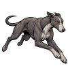 Greyhound