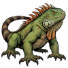 Iguana