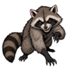 Raccoon
