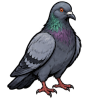Street Pigeon